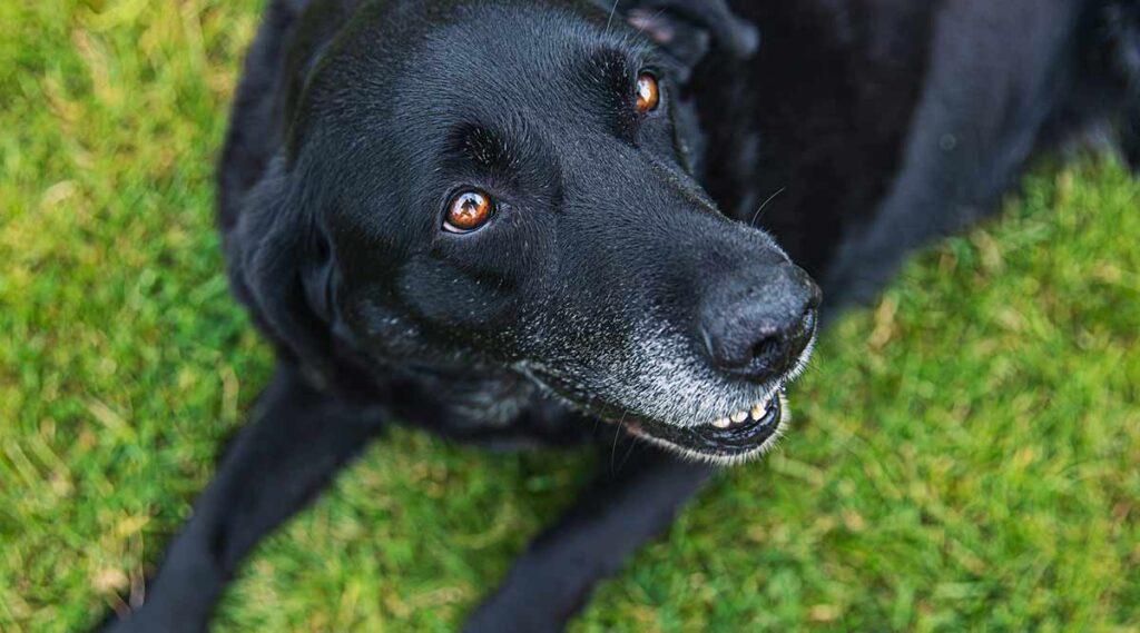 senior dog black labrador