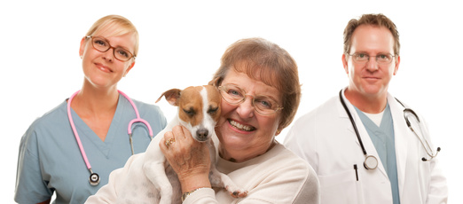 Older Jack Russell Terrier and vet visit