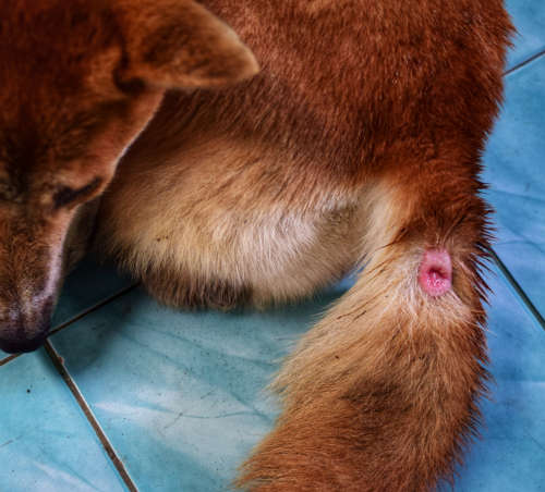 abscess on dog's tail