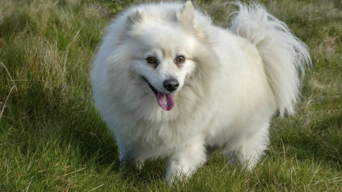 American Eskimo