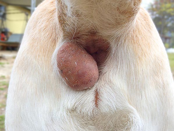 anal gland tumor in a dog