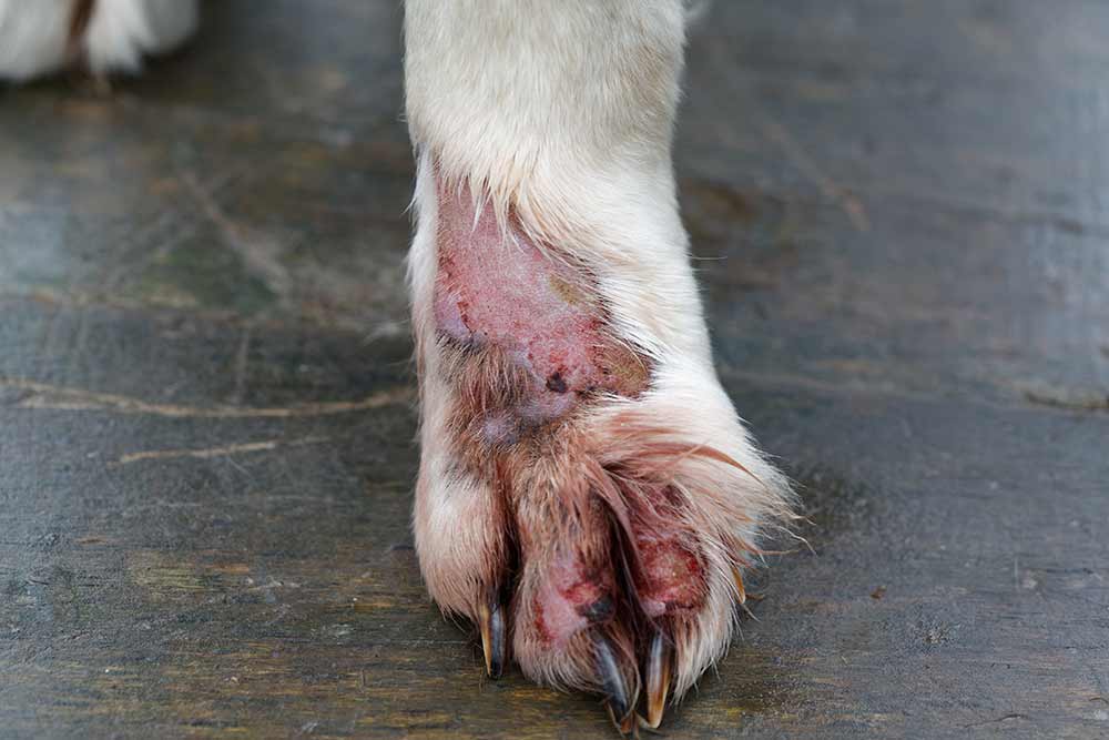bacterial infection on dog paw
