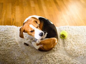 Benadryl for Itchy Dogs: FAQ with Our Vet