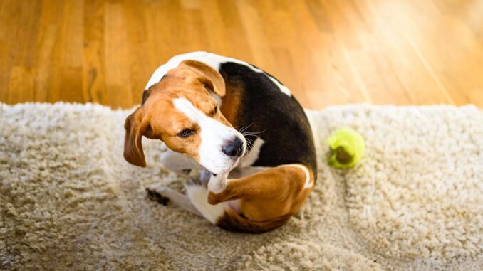 Benadryl for Itchy Dogs: FAQ with Our Vet