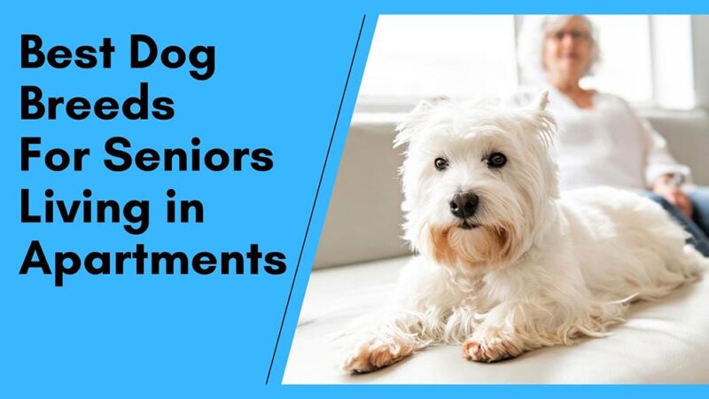 what dog is best for the elderly