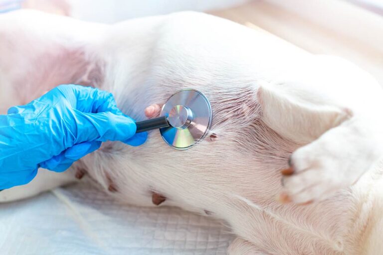 Black Nipple on Your Dog? Our Vets Explain When It’s Normal