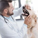 Black Spots on a Dog’s Teeth: Top Reasons [With Pictures]