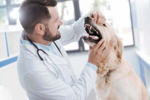 Black Spots on a Dog’s Teeth: Top Reasons [With Pictures]
