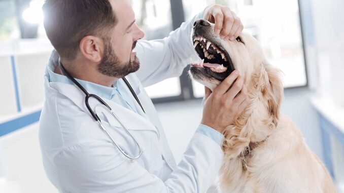 Black Spots on a Dog’s Teeth