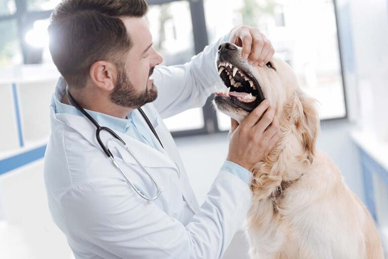 Black Spots on a Dog’s Teeth: Top Reasons [With Pictures]