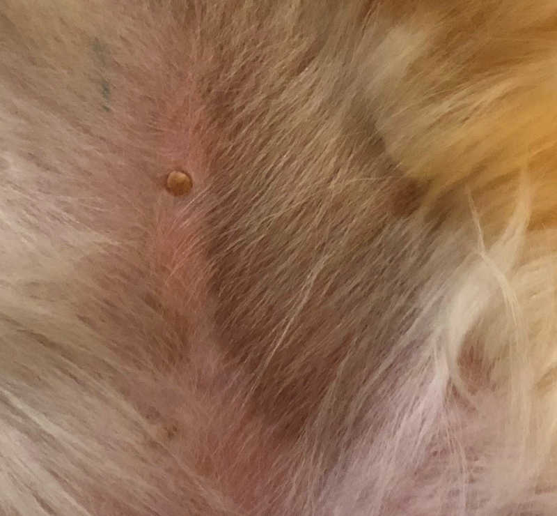 picture shows a close up of a black skin area on a dog's belly, most likely due to aging