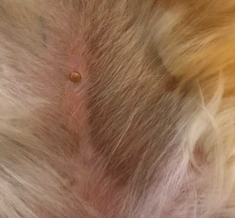 what are black spots on a dogs belly