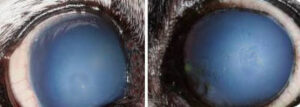 White Spots on a Dog's Eyes: Pictures & Vet Advice