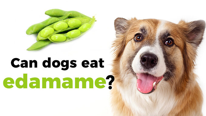 are edamame pods safe for dogs