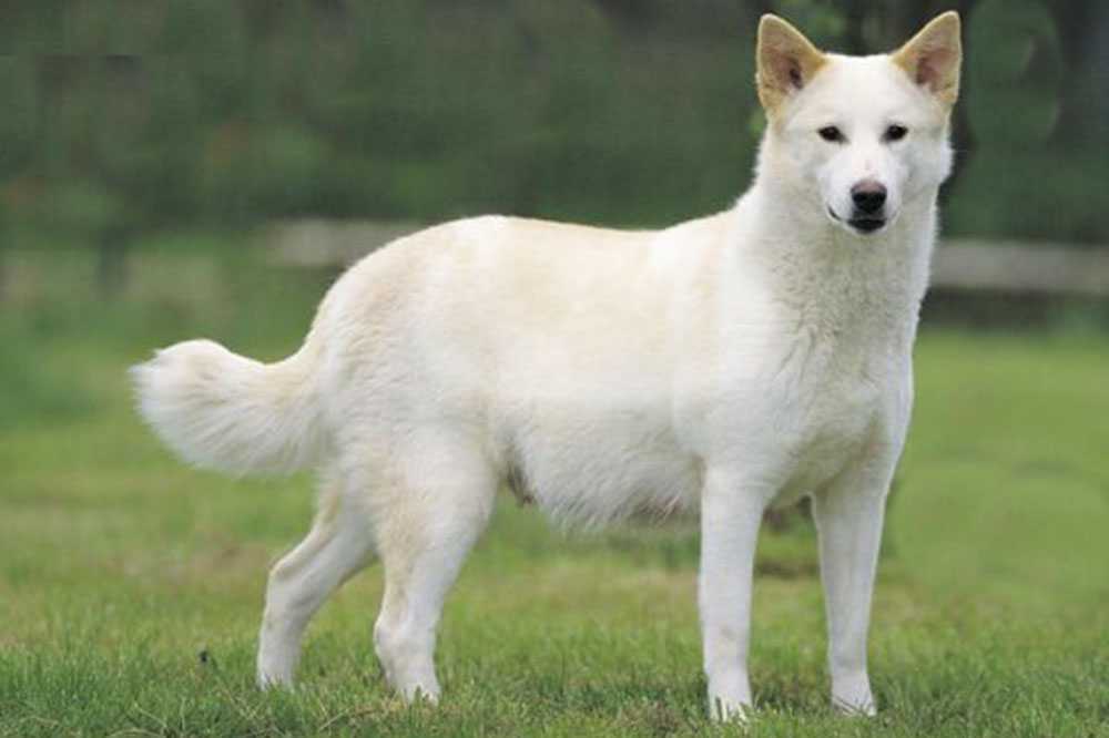 white canaan dog