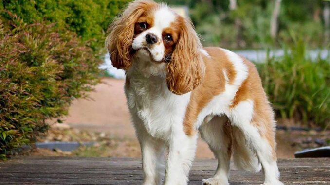 how long is a cavalier king charles spaniel pregnant