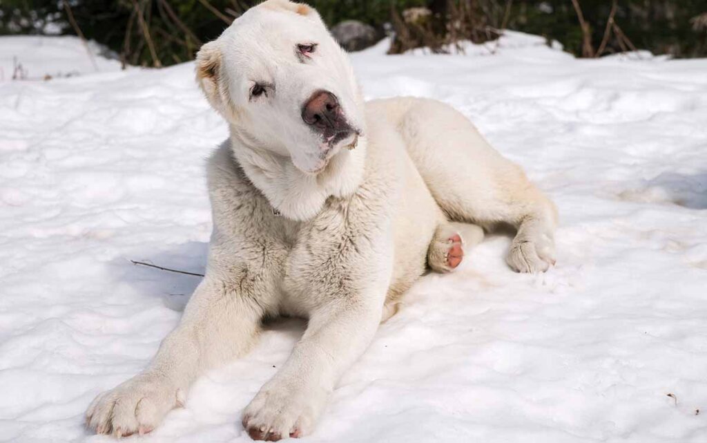 Big white best sale snow dog