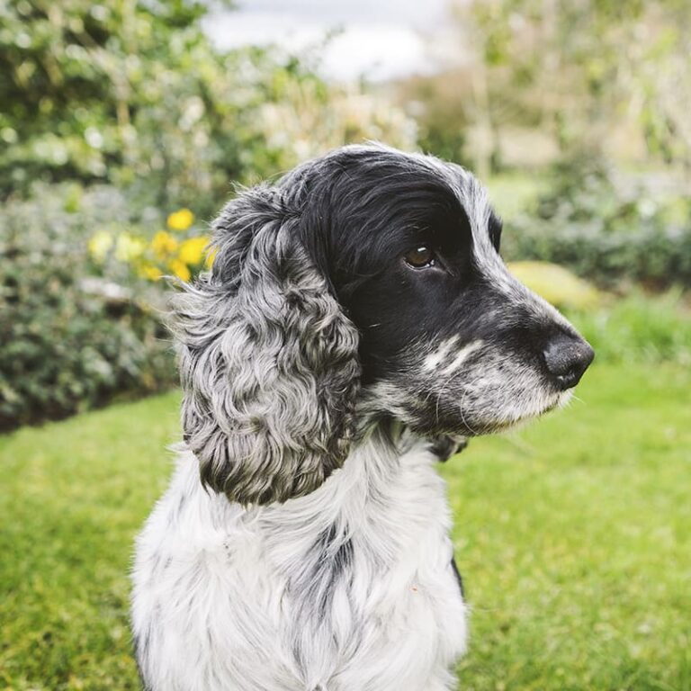 Are Cocker spaniel Dogs Good for Seniors?