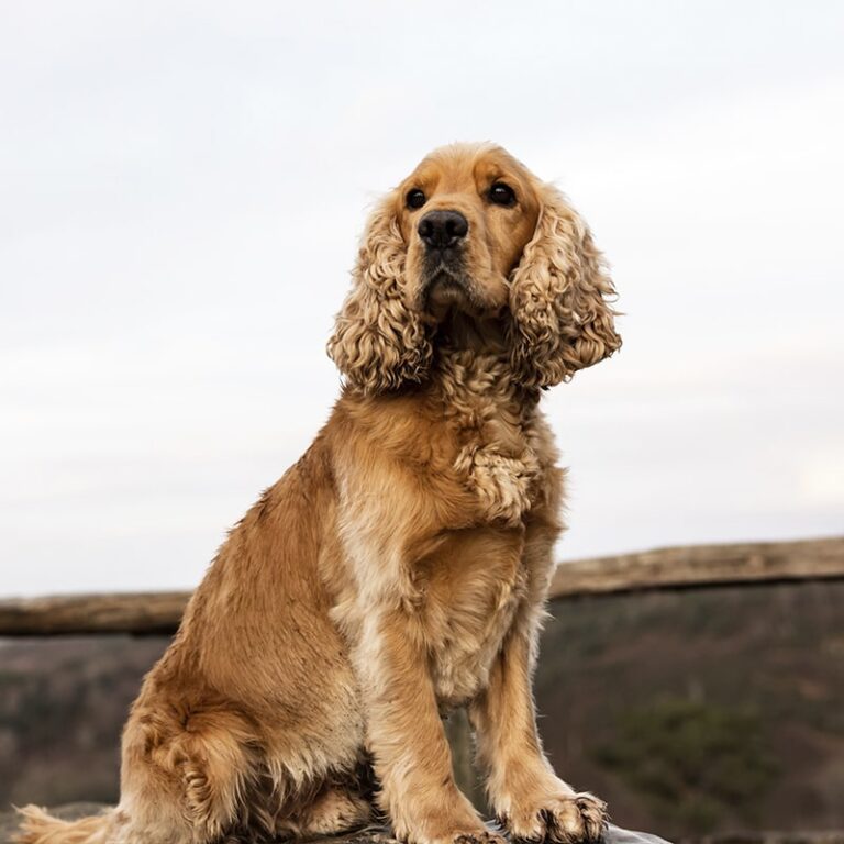 Are Cocker spaniel Dogs Good for Seniors?