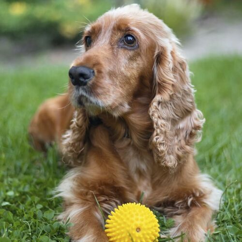 Cocker Spaniel