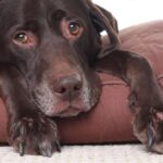 when to put a diabetic dog down