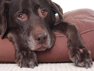 when to put a diabetic dog down