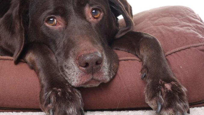 when to put a diabetic dog down