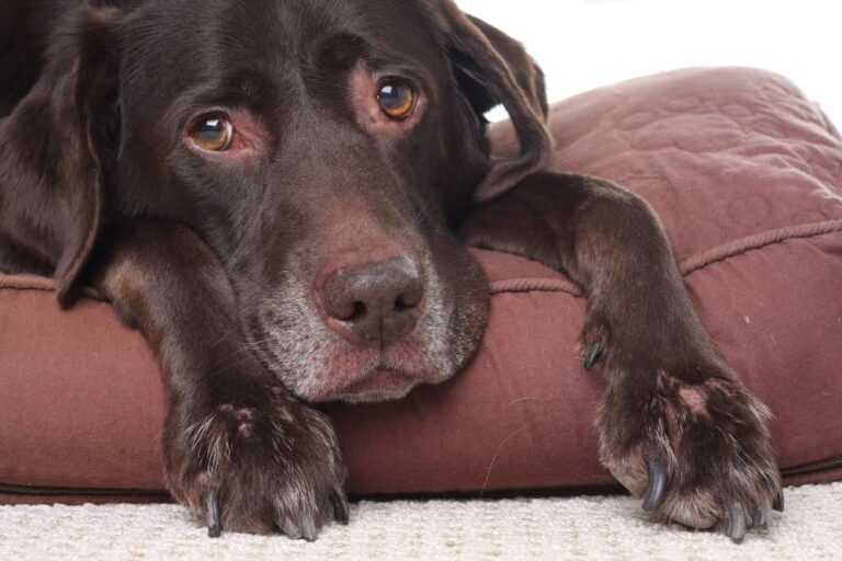 Our Vet Explains When to Euthanize a Diabetic Dog