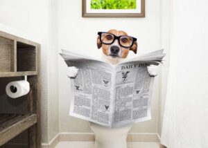 7 Effective Home Remedies to Help a Constipated Dog: Our Vets Explain