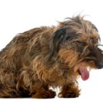 dog's hairball cough