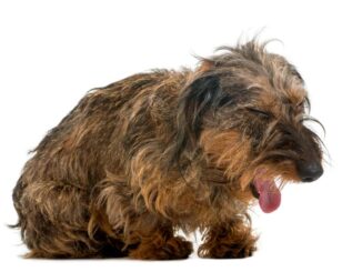 dog's hairball cough