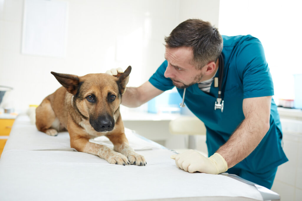 veterinarian looking at a dog's ear