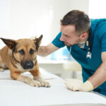 Can Adult Dogs Get Parvo – and It is a Cause for Concern?