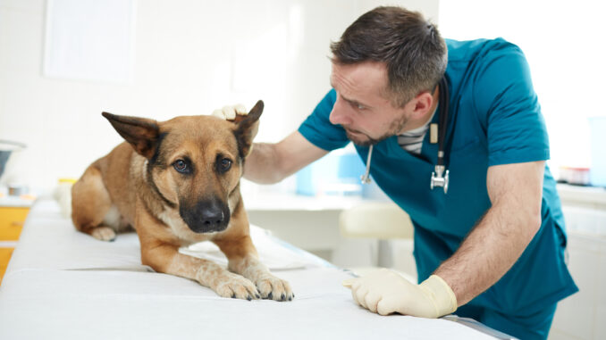 veterinarian looking at a dog's ear