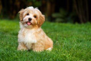 Dog Scooting? The 4 Best Home Remedies According to 2 Vets