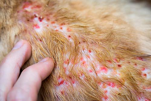 Dermatitis in dog