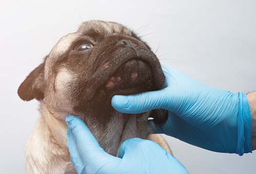 Dog Allergy, Dermatitis, a fungal infection