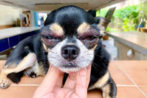 Is It a Dog Eye Allergy or an Eye Infection? How to Tell the Difference