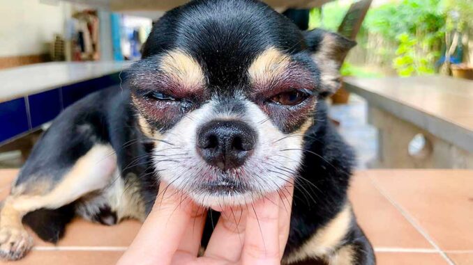 are dog eye infections contagious to humans