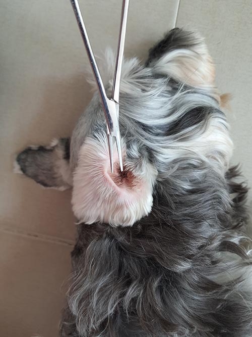 Dog Hair In Ears Our Vet Shares When You Should Remove It   Dog Fur 