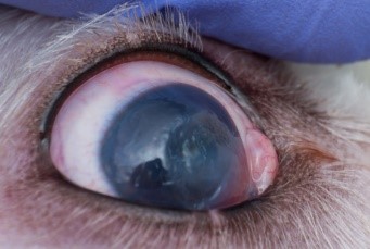 can eye ulcers in dogs heal by themselves