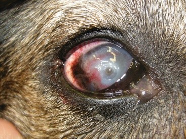 what do you feed a dog with an ulcer