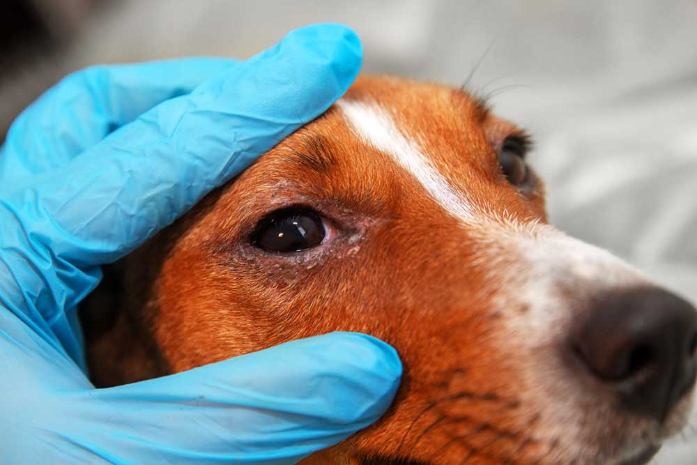 can infection in dogs cause swollen eyes