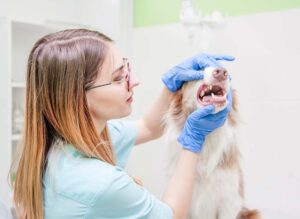 My Dog Has a Loose Tooth! Our Vet Answers Your Questions