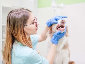 Dog Loose Tooth Vet Answer
