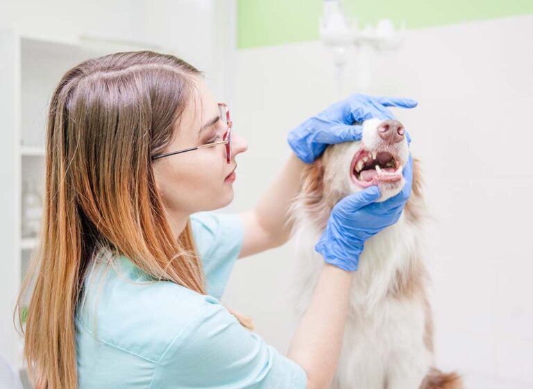 My Dog Has a Loose Tooth! Our Vet Answers Your Questions