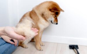 Dog Losing Hair On Tail & Back Legs: Top Causes w/ Images