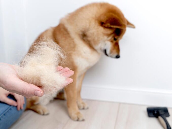 Our Vet Answers Why Do Dogs Chew Hair Off Their Tails?