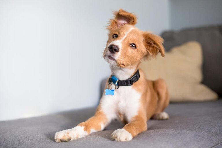 Dog Losing Hair Due to Allergies [Pictures & Vet Advice]
