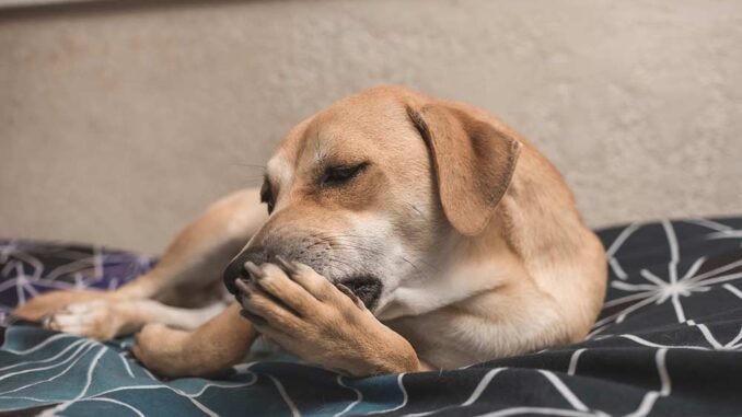 Dog Paw Allergy Issues: 6 Tips to Help Your Dog [With Pictures]